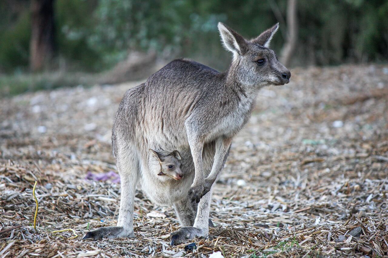 Kangaroo with her baby