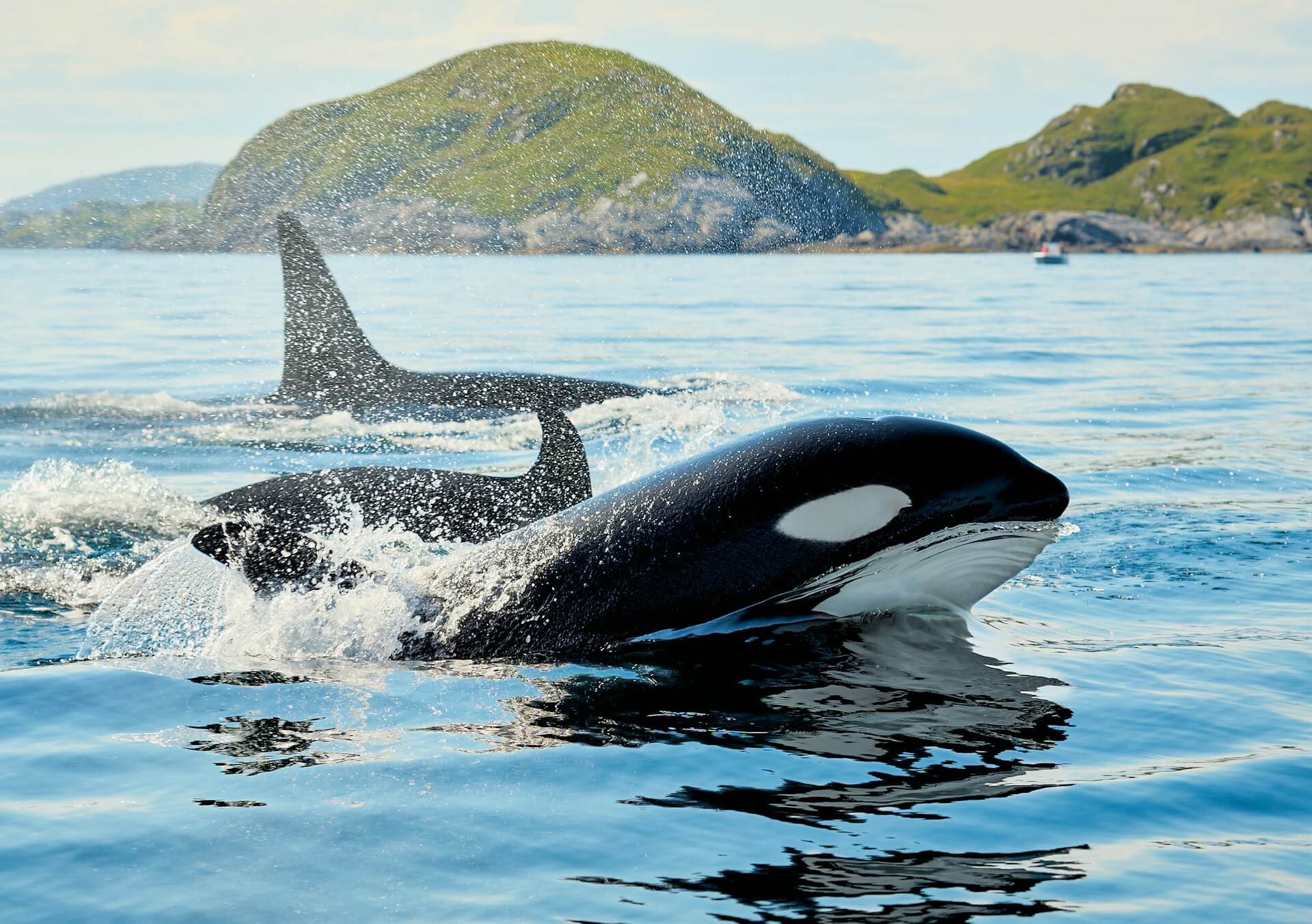 pod of orcas