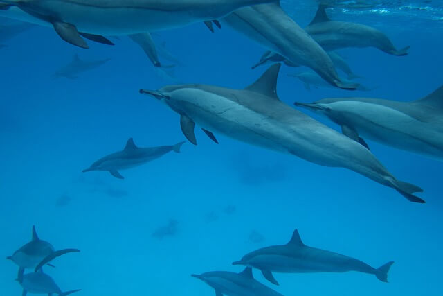 multiple dolphins