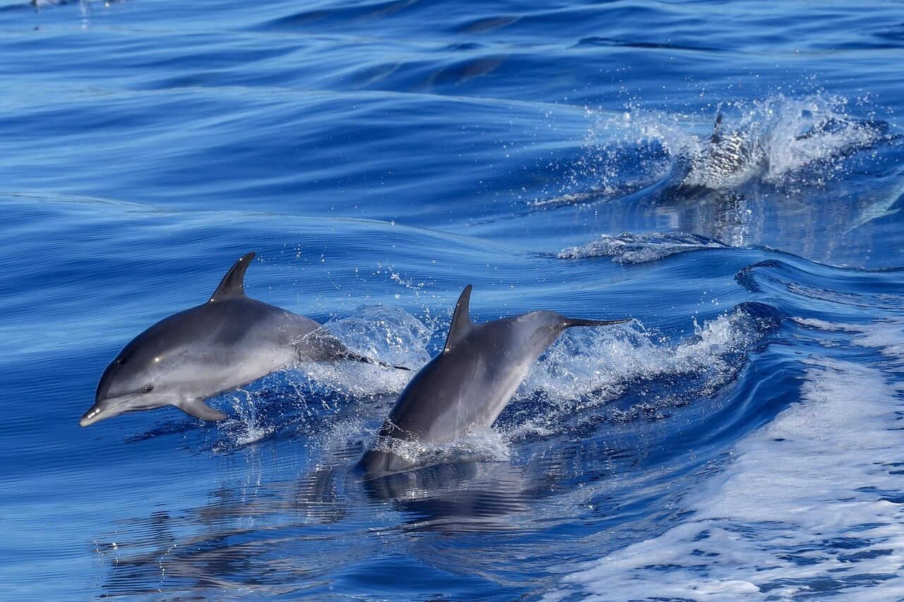 dolphins in the ocean