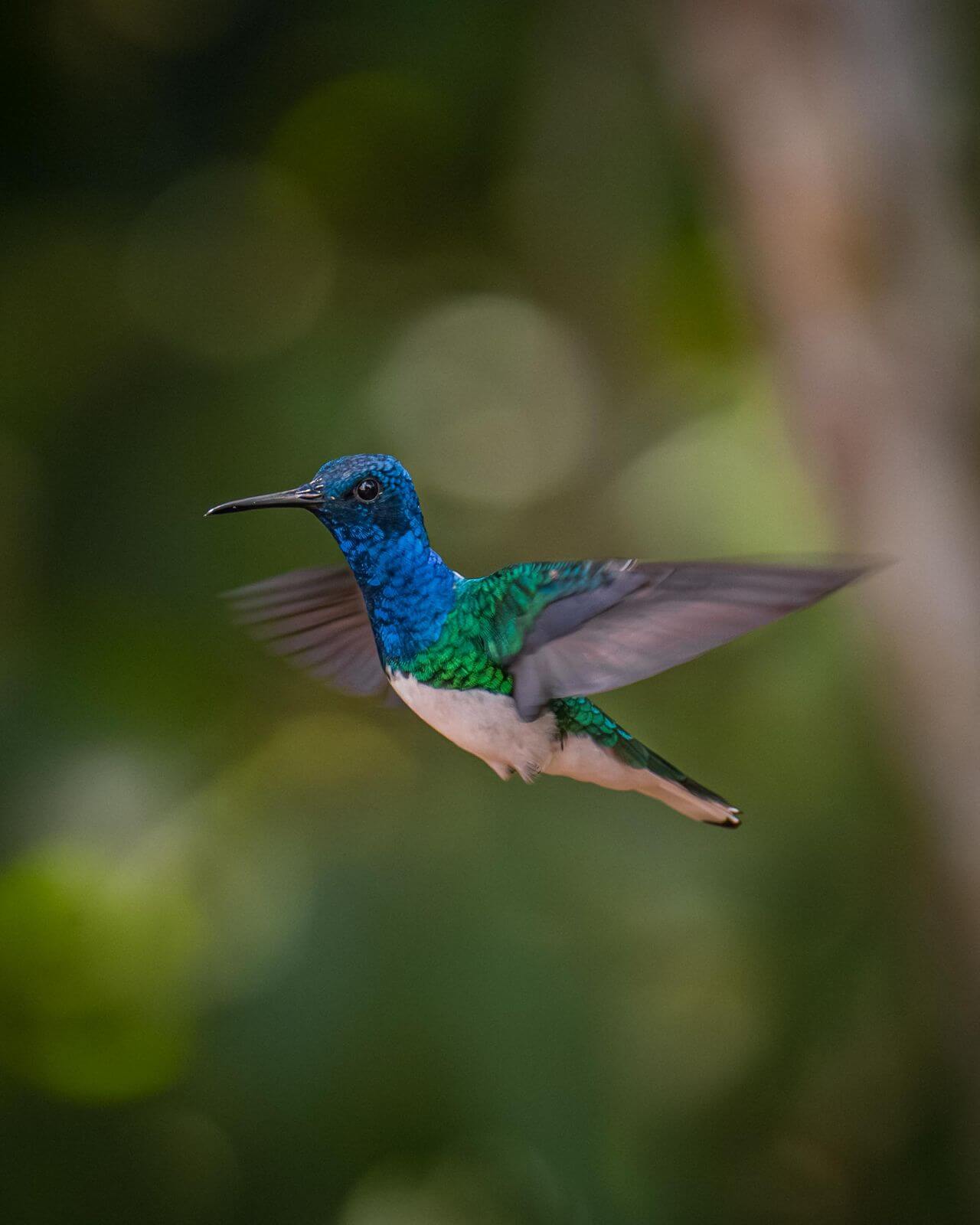 white-necked jacobin hummingbird