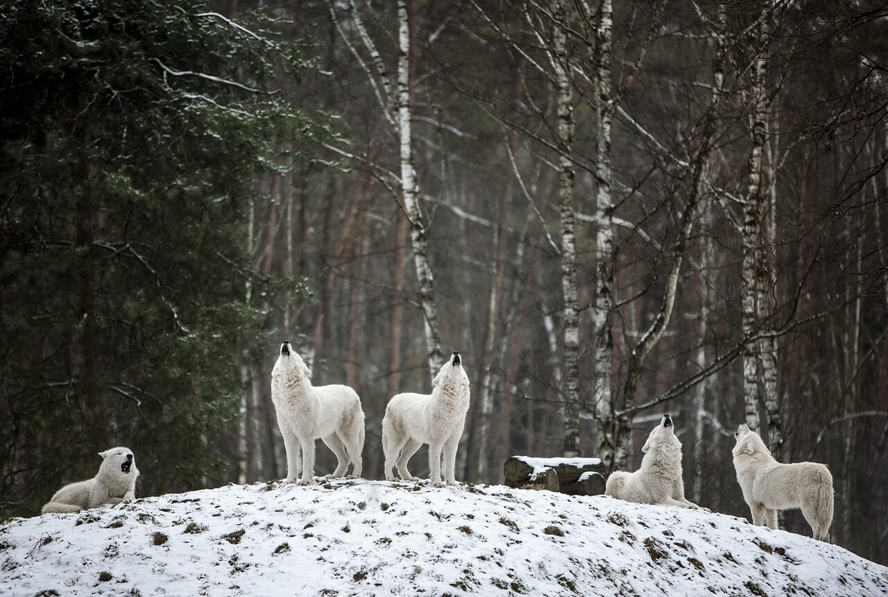 pack of wolves